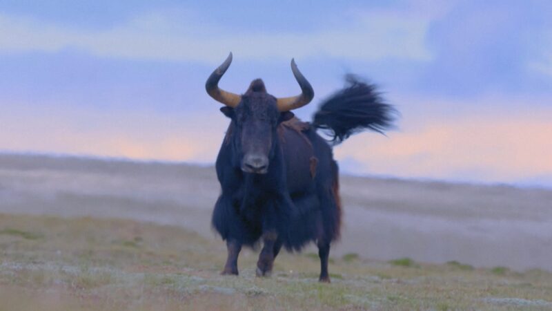 New_Tech_Helps_Tibetan_Antelopes_Thrive_on_the_Qinghai_Xizang_Plateau___ video poster