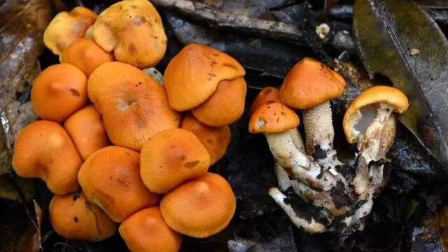 New_Vibrant_Fungus_Species_Discovered_in_China_s_Yunnan_Province___ - News for amigos, by amigos New_Vibrant_Fungus_Species_Discovered_in_China_s_Yunnan_Province___