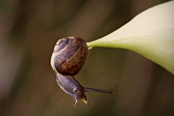 New Zealand’s Spectacular Snails Sliding Towards Extinction 🌿🐌 New_Zealand_s_Spectacular_Snails_Sliding_Towards_Extinction___