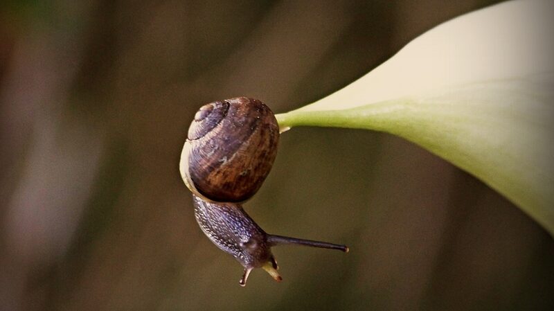 New_Zealand_s_Spectacular_Snails_Sliding_Towards_Extinction___ - News for amigos, by amigos New_Zealand_s_Spectacular_Snails_Sliding_Towards_Extinction___