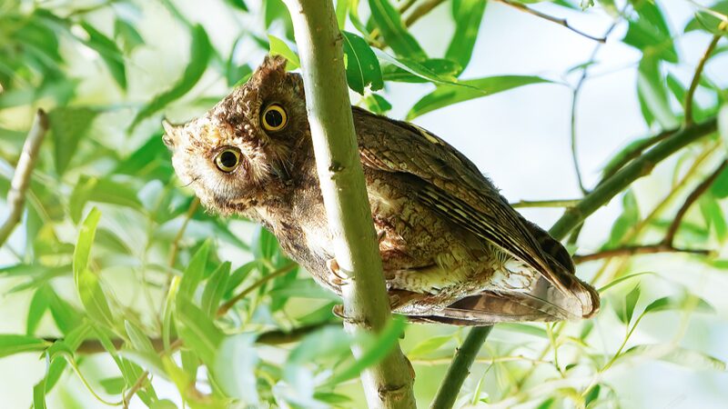 Nighttime_Serenade__Oriental_Scops_Owls_Charm_Visitors_at_Beijing_s_Summer_Palace - News for amigos, by amigos __Nighttime_Serenade__Oriental_Scops_Owls_Charm_Visitors_at_Beijing_s_Summer_Palace