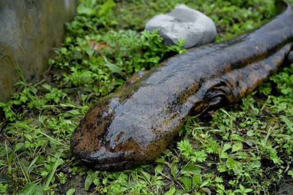 Nine New Species of Chinese Giant Salamanders Discovered 🦎🌟 Nine_New_Species_of_Chinese_Giant_Salamanders_Discovered___
