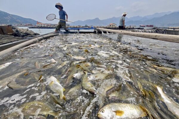 Ningde’s Innovative Fish Farming: Reviving the Yellow Croaker 🐟 Ningde_s_Innovative_Fish_Farming__Reviving_the_Yellow_Croaker__