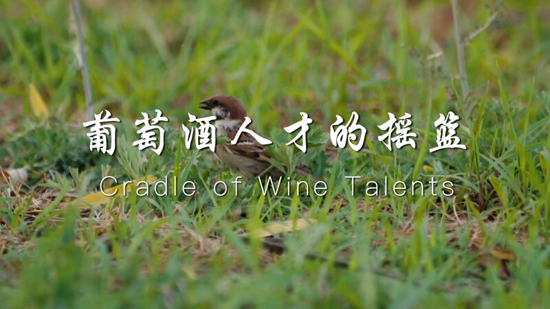 Ningxia_University__Cultivating_China_s_Next_Generation_of_Wine_Masters__ video poster