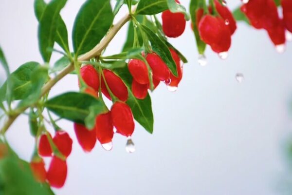 Ningxia’s Wolfberries: The Superfruit Transforming China’s Arid Lands 🍒 Ningxia_s_Wolfberries__The_Superfruit_Transforming_China_s_Arid_Lands__ video poster