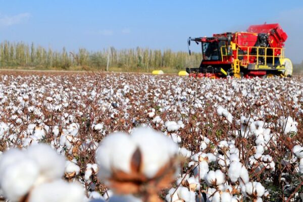 North China’s Vital Role in Farmland Protection 🌾 North_China_s_Vital_Role_in_Farmland_Protection__