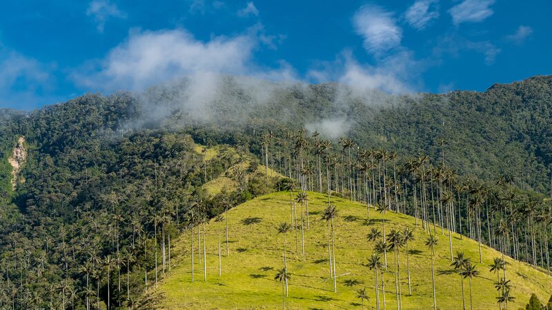 Norway_Pledges__20_Million_to_Boost_Colombia_s_Fight_Against_Deforestation