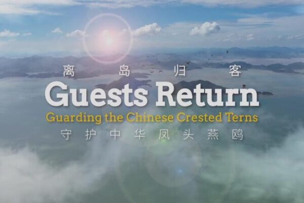 Once Lost, Now Found: The Comeback of the Chinese Crested Tern 🐦 Once_Lost__Now_Found__The_Comeback_of_the_Chinese_Crested_Tern__ video poster