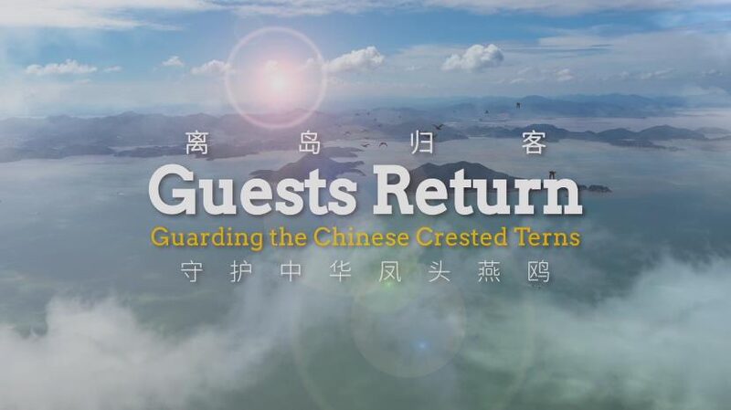 Once_Lost__Now_Found__The_Comeback_of_the_Chinese_Crested_Tern___poster - News for amigos, by amigos Once_Lost__Now_Found__The_Comeback_of_the_Chinese_Crested_Tern__ video poster