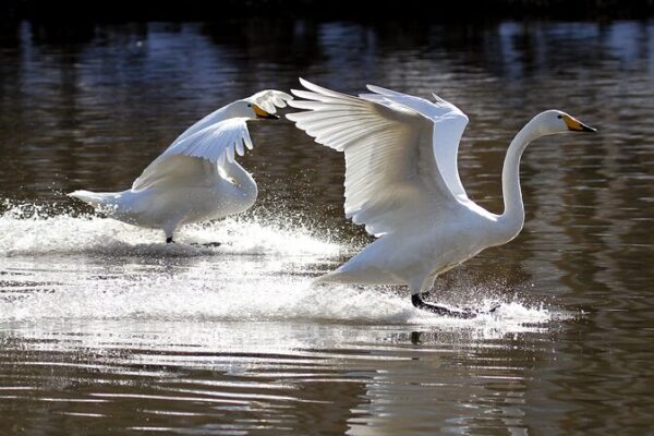 Over 100 Swans Make a Splash in Northeast China’s Daling River 🌊🦢 Over_100_Swans_Make_a_Splash_in_Northeast_China_s_Daling_River___