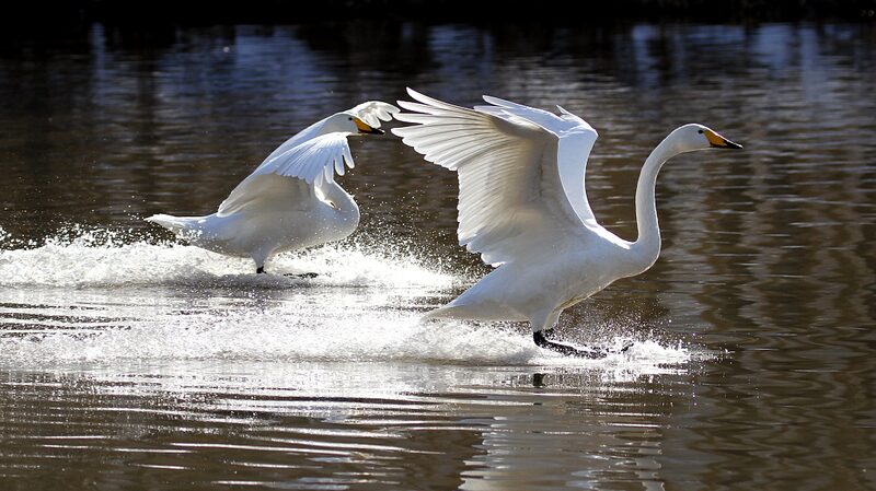 Over_100_Swans_Make_a_Splash_in_Northeast_China_s_Daling_River___ - News for amigos, by amigos Over_100_Swans_Make_a_Splash_in_Northeast_China_s_Daling_River___