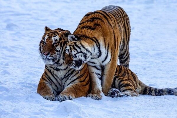 Over 35 Tiger and Leopard Cubs Born in China’s Northeast Park 🐯🐆 Over_35_Tiger_and_Leopard_Cubs_Born_in_China_s_Northeast_Park___