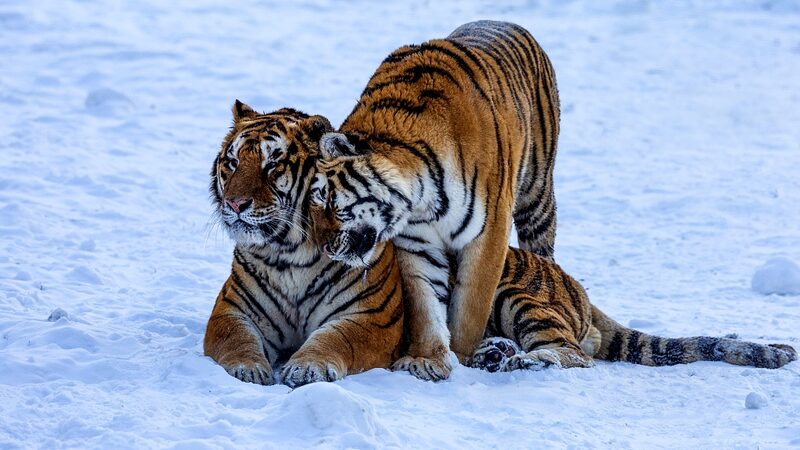 Over_35_Tiger_and_Leopard_Cubs_Born_in_China_s_Northeast_Park___ - News for amigos, by amigos Over_35_Tiger_and_Leopard_Cubs_Born_in_China_s_Northeast_Park___