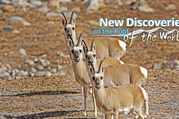 Over_3_000_New_Species_Discovered_on_the_Qinghai_Xizang_Plateau__