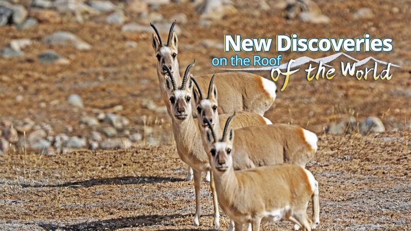 Over_3_000_New_Species_Discovered_on_the_Qinghai_Xizang_Plateau__ - News for amigos, by amigos Over_3_000_New_Species_Discovered_on_the_Qinghai_Xizang_Plateau__