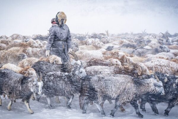 Over 600,000 Animals Lost in Mongolia’s Harsh Winter ‘Dzud’ Over_600_000_Animals_Lost_in_Mongolia_s_Harsh_Winter__Dzud_