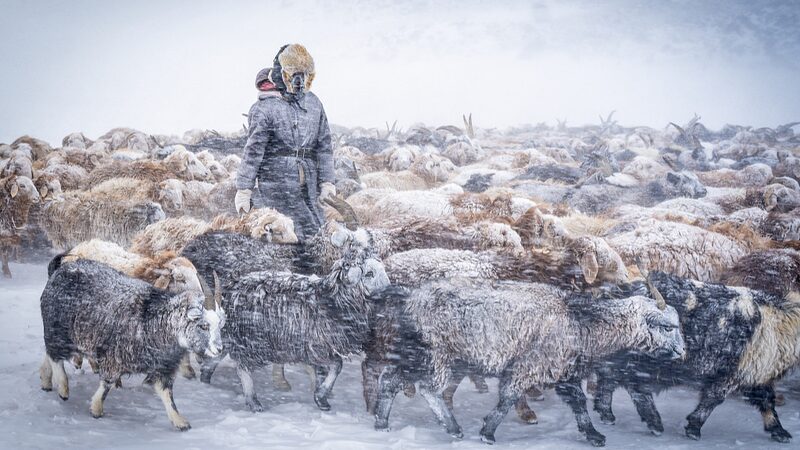Over_600_000_Animals_Lost_in_Mongolia_s_Harsh_Winter__Dzud_ - News for amigos, by amigos Over_600_000_Animals_Lost_in_Mongolia_s_Harsh_Winter__Dzud_