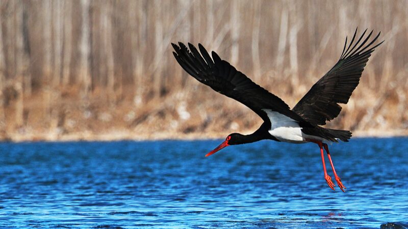 Over_60_000_Birds_Flock_to_North_China_s_Winter_Wonderland____ - News for amigos, by amigos Over_60_000_Birds_Flock_to_North_China_s_Winter_Wonderland____