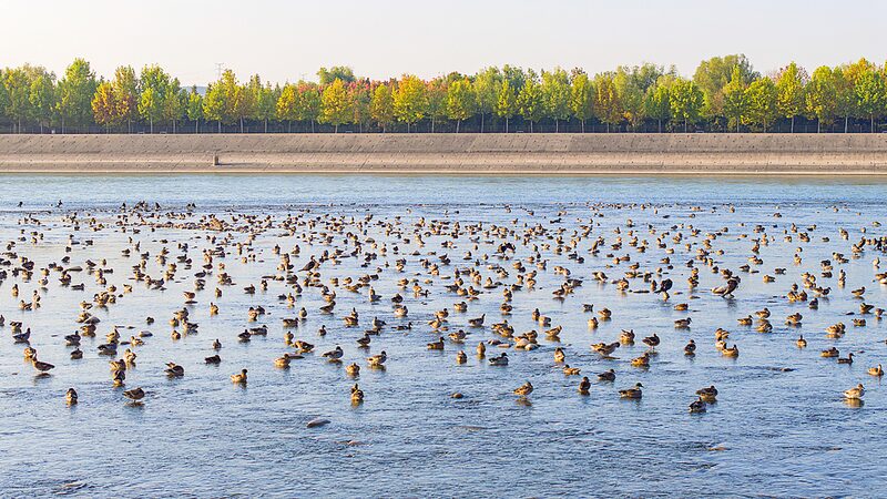Over_60_000_Migratory_Birds_Make_a_Splash_at_Yellow_River_Wetland____poster - News for amigos, by amigos Over_60_000_Migratory_Birds_Make_a_Splash_at_Yellow_River_Wetland___ video poster