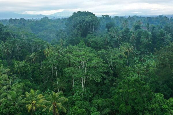 Ozone’s Sneaky Attack on Tropical Forests: CO₂ Storage Takes a Hit 🌳🌍 Ozone_s_Sneaky_Attack_on_Tropical_Forests__CO2_Storage_Takes_a_Hit___