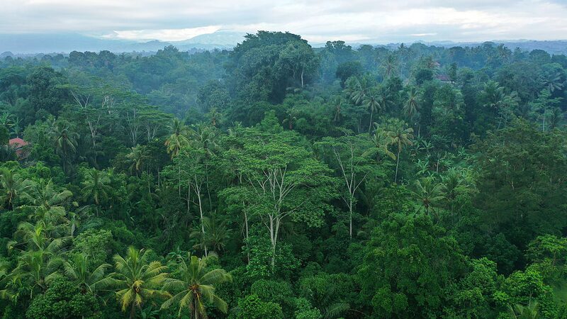 Ozone_s_Sneaky_Attack_on_Tropical_Forests__CO2_Storage_Takes_a_Hit___ - News for amigos, by amigos Ozone_s_Sneaky_Attack_on_Tropical_Forests__CO2_Storage_Takes_a_Hit___