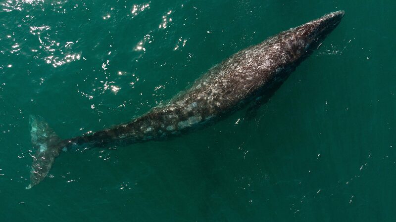 Pacific_Grey_Whales_Are_Shrinking____Climate_Change_Strikes_Again_