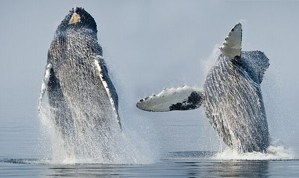 Pacific Humpback Whales Face 20% Decline Due to Heat Waves 🌊🐋 Pacific_Humpback_Whales_Face_20__Decline_Due_to_Heat_Waves___