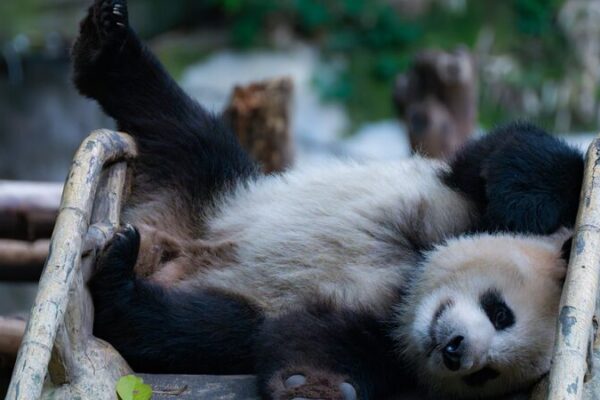 Panda Bliss: The Cozy Lives of Giant Pandas at Chongqing Zoo 🐼 Panda_Bliss__The_Cozy_Lives_of_Giant_Pandas_at_Chongqing_Zoo__