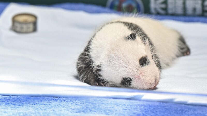 __Panda_Cub_Celebrates_1_Month_Birthday_at_South_China_s_Chimelong_Safari_Park video poster