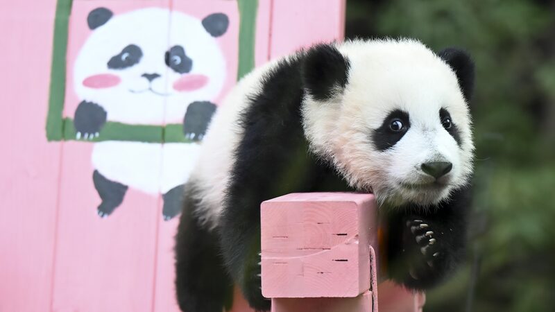 Panda_Cub_Mei_Zhu_Celebrates_Six_Months_at_Guangzhou_Safari_Park___ - News for amigos, by amigos Panda_Cub_Mei_Zhu_Celebrates_Six_Months_at_Guangzhou_Safari_Park___