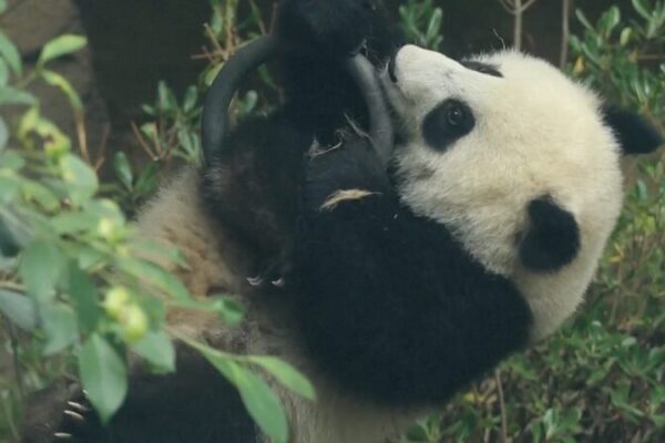 Panda Cub’s Gymnastic Moves Steal Hearts Amid Olympic Fever 🐼🤸♂️ Panda_Cub_s_Gymnastic_Moves_Steal_Hearts_Amid_Olympic_Fever______ video poster