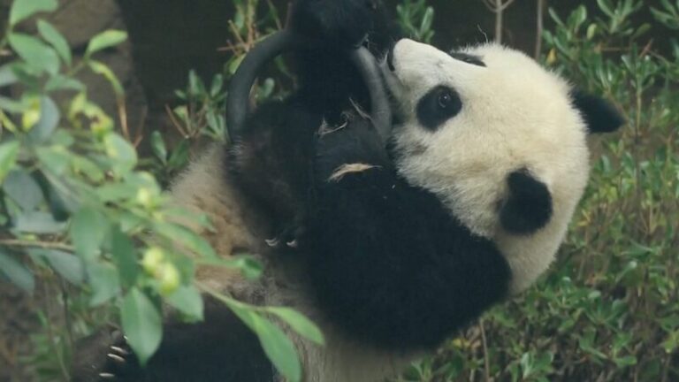 Panda_Cub_s_Gymnastic_Moves_Steal_Hearts_Amid_Olympic_Fever______ video poster