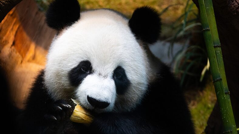 Panda_Duo_An_An_and_Ke_Ke_Charm_Hong_Kong_at_Ocean_Park_Debut