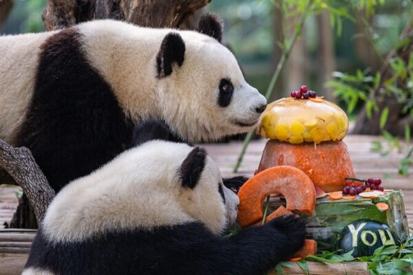 🐼 Panda Family Returns Home: Madrid Zoo’s Beloved Bears Head Back to China __Panda_Family_Returns_Home__Madrid_Zoo_s_Beloved_Bears_Head_Back_to_China