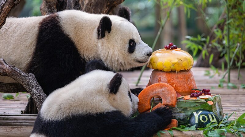 Panda_Family_Returns_Home__Madrid_Zoo_s_Beloved_Bears_Head_Back_to_China - News for amigos, by amigos __Panda_Family_Returns_Home__Madrid_Zoo_s_Beloved_Bears_Head_Back_to_China