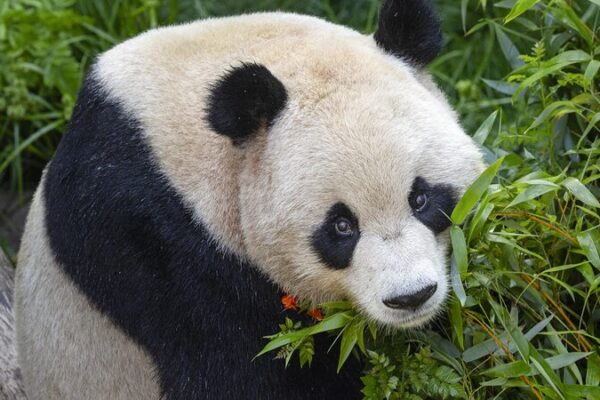 Panda Pair from China to Debut at San Diego Zoo on August 8! Panda_Pair_from_China_to_Debut_at_San_Diego_Zoo_on_August_8_