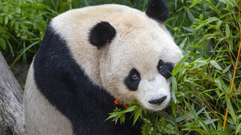 Panda_Pair_from_China_to_Debut_at_San_Diego_Zoo_on_August_8_ - News for amigos, by amigos Panda_Pair_from_China_to_Debut_at_San_Diego_Zoo_on_August_8_