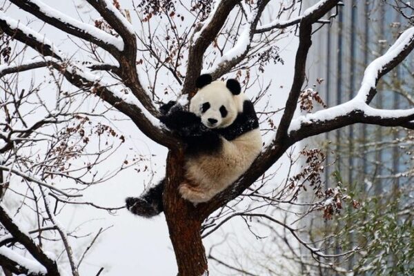 Panda Party: Beijing’s Adorable Giants Frolic in First Snowfall ☃️🐼 Panda_Party__Beijing_s_Adorable_Giants_Frolic_in_First_Snowfall____