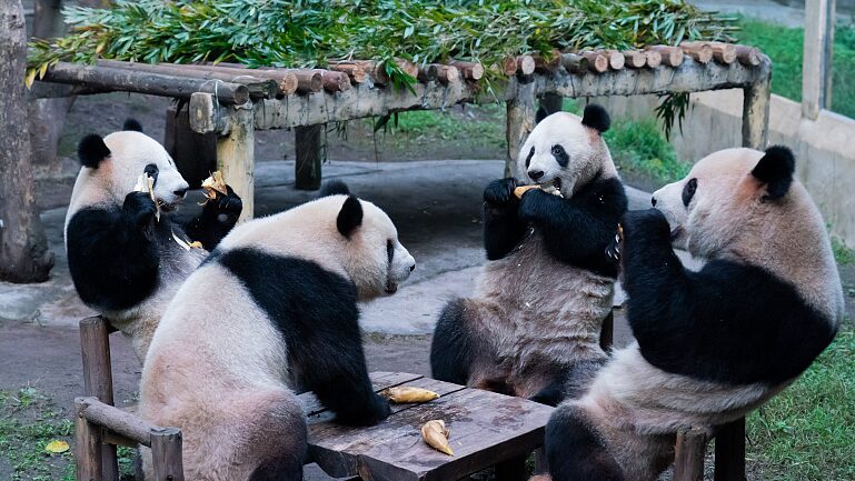 __Panda_Party__Giant_Pandas_Living_Their_Best_Life_at_Chongqing_Zoo