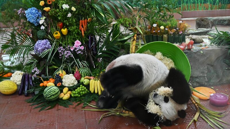 Panda_Siblings_Turn_11__Guangzhou_Zoo_s_Epic_Birthday_Bash____ - News for amigos, by amigos Panda_Siblings_Turn_11__Guangzhou_Zoo_s_Epic_Birthday_Bash____