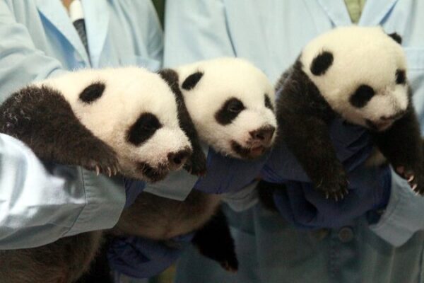 Panda Triplets Celebrate 10th Birthday at Chimelong Safari Park 🎉 Panda_Triplets_Celebrate_10th_Birthday_at_Chimelong_Safari_Park__