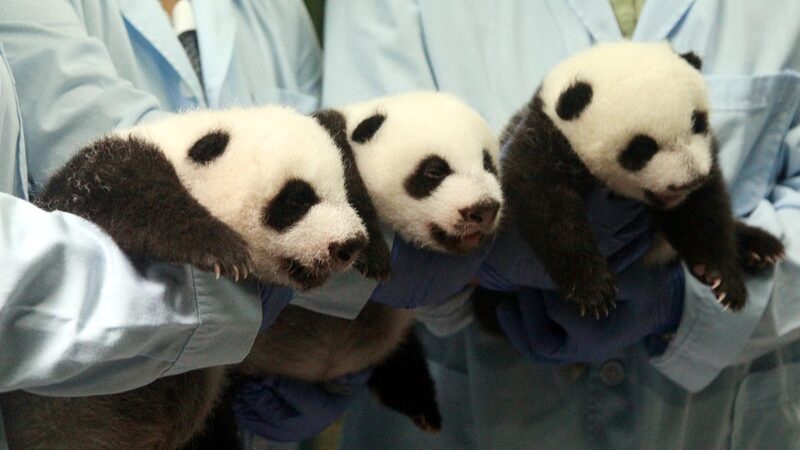 Panda_Triplets_Celebrate_10th_Birthday_at_Chimelong_Safari_Park__ - News for amigos, by amigos Panda_Triplets_Celebrate_10th_Birthday_at_Chimelong_Safari_Park__