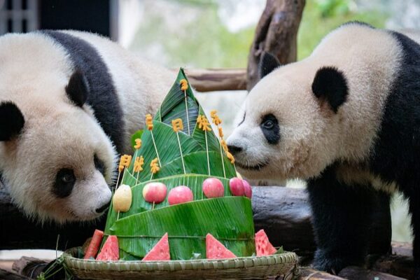 Panda Twins Celebrate 3rd Birthday at Chongqing Zoo During Dragon Boat Festival 🎉🐼 Panda_Twins_Celebrate_3rd_Birthday_at_Chongqing_Zoo_During_Dragon_Boat_Festival___