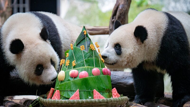 Panda_Twins_Celebrate_3rd_Birthday_at_Chongqing_Zoo_During_Dragon_Boat_Festival___ - News for amigos, by amigos Panda_Twins_Celebrate_3rd_Birthday_at_Chongqing_Zoo_During_Dragon_Boat_Festival___