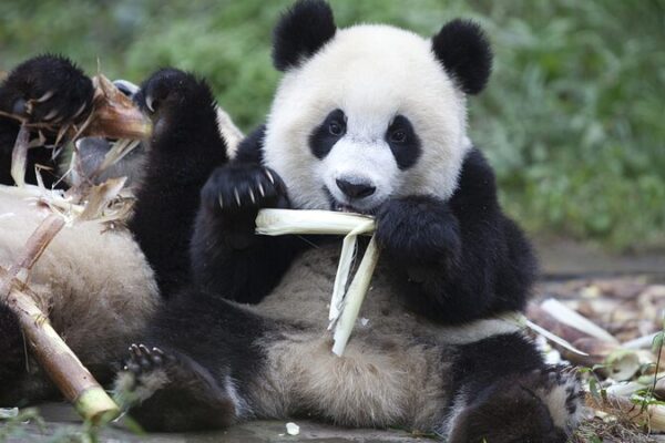 Panda_Vibes__Dive_into_the_Cutest_Eats_and_the_Golden_Panda_Awards_poster - News for amigos, by amigos Panda_Vibes__Dive_into_the_Cutest_Eats_and_the_Golden_Panda_Awards video poster