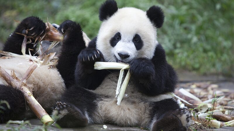 Panda_Vibes__Dive_into_the_Cutest_Eats_and_the_Golden_Panda_Awards_poster - News for amigos, by amigos Panda_Vibes__Dive_into_the_Cutest_Eats_and_the_Golden_Panda_Awards video poster