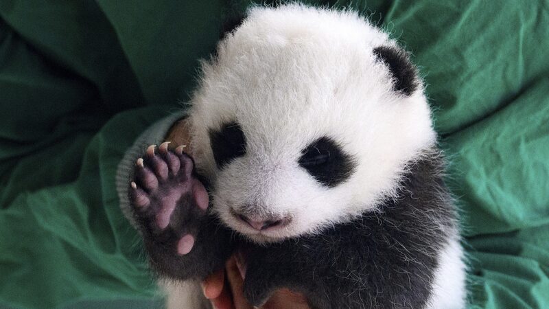 Panda_mania_in_Berlin__Twin_Cubs_Make_Their_Public_Debut____ - News for amigos, by amigos Panda_mania_in_Berlin__Twin_Cubs_Make_Their_Public_Debut____