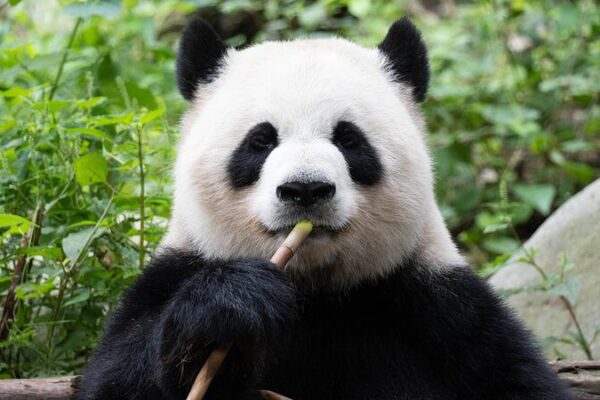 Panda-monium! Dive into China’s Giant Panda Love Affair 🐼💕 Panda_monium__Dive_into_China_s_Giant_Panda_Love_Affair___ video poster