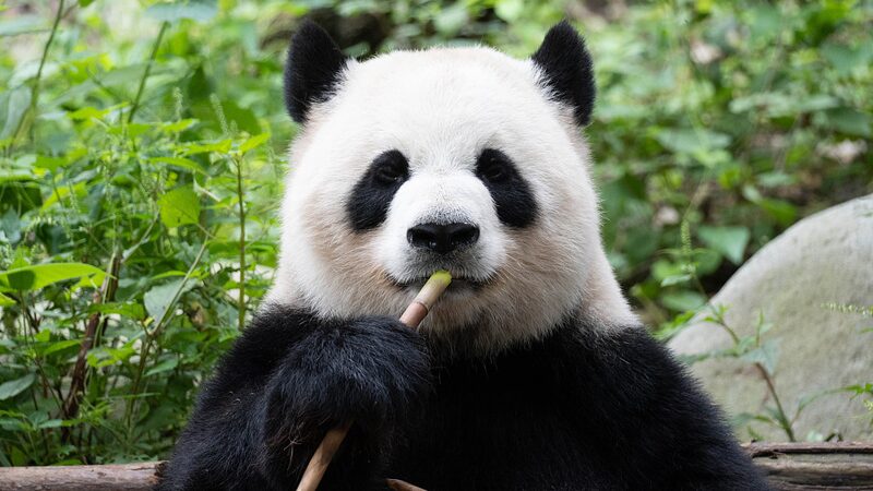 Panda_monium__Dive_into_China_s_Giant_Panda_Love_Affair____poster - News for amigos, by amigos Panda_monium__Dive_into_China_s_Giant_Panda_Love_Affair___ video poster