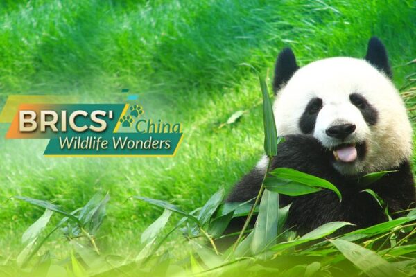__Panda_monium_in_China__Giant_Pandas_Making_a_Comeback_